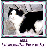 Picture of Willie